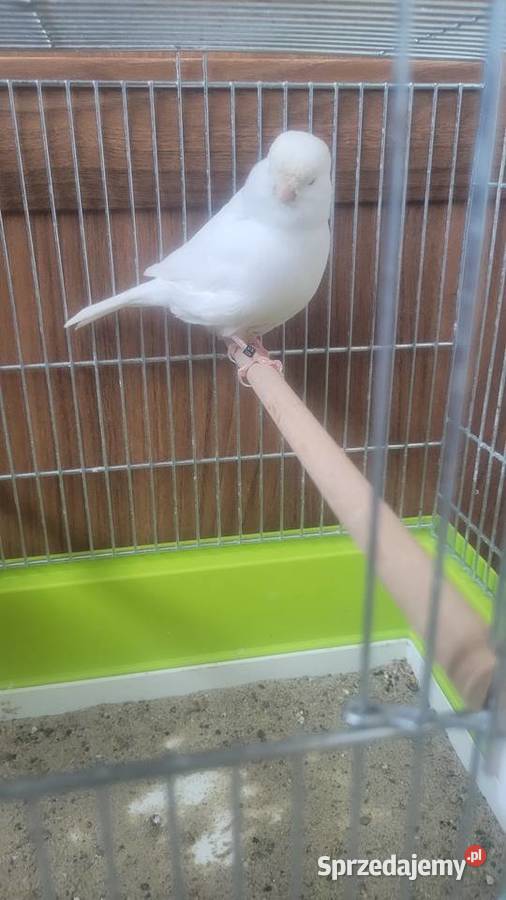 Kanarek bialy samica Ptaki Wieliczka sprzedam