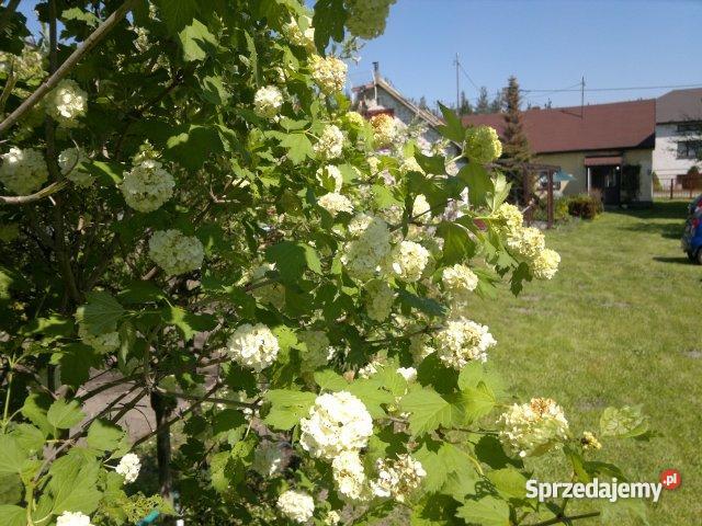 Dwa domy wolnostojące Jura Krakowsko Częstochows Mirów