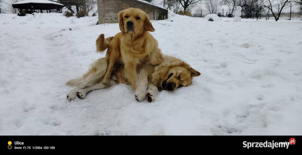 Golden retriever szczenięta Sandomierz