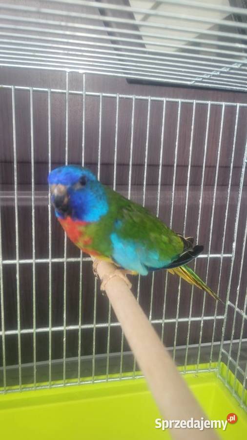 Samiec łąkowki wspanialej Wieliczka