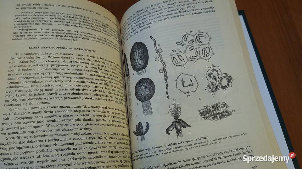 Botanika podręcznik Morfologia i Systematyka Gdańsk sprzedam