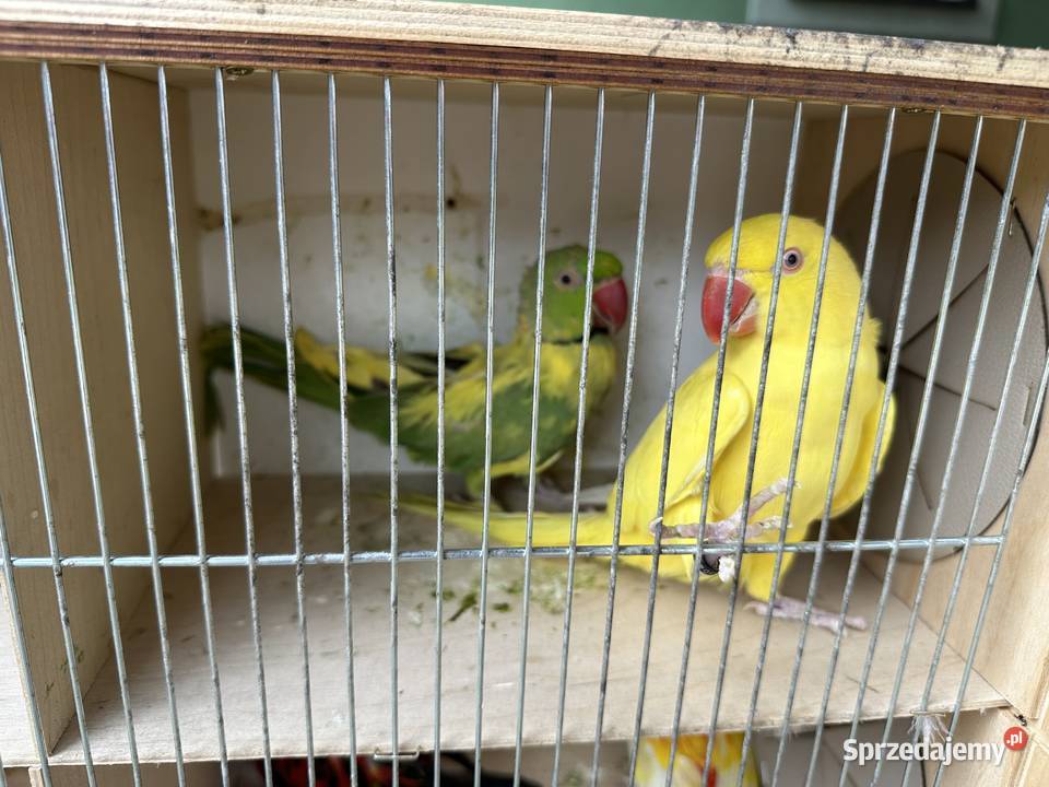 Aleksandretty obrożne Ptaki Żory