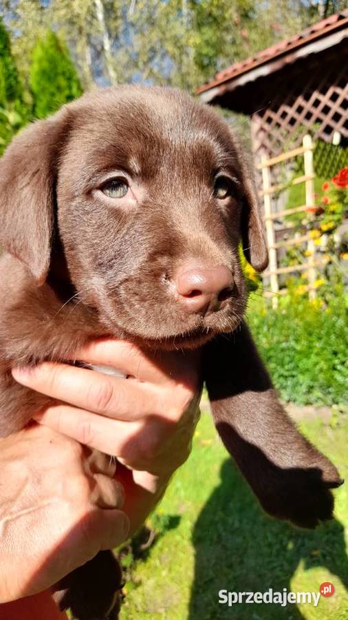 sprzedam szczeniaki labrador retriver Tokarnia