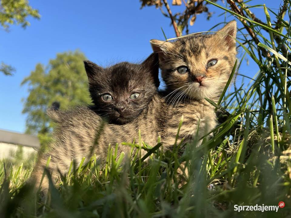 Oddam kotki w ręce śląskie Pilica