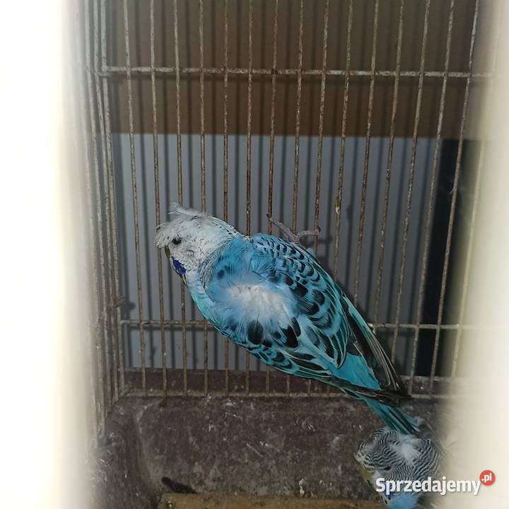 Sprzedam faliste helikoptery Jasienica sprzedam