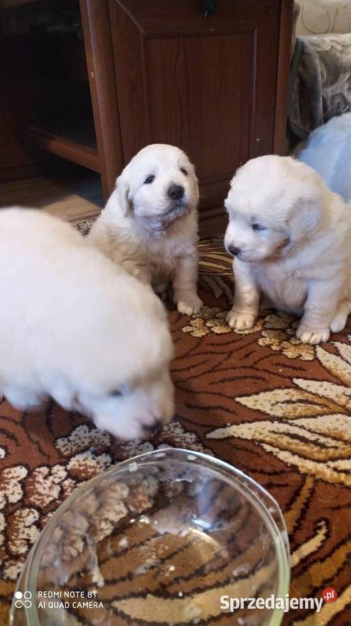 Owczarki Podhalanskie Łochów