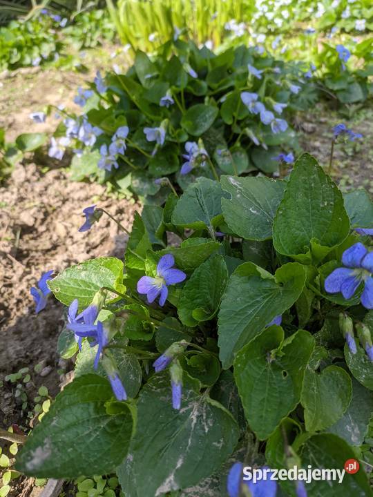 Fiołek Motylkowy Freckles