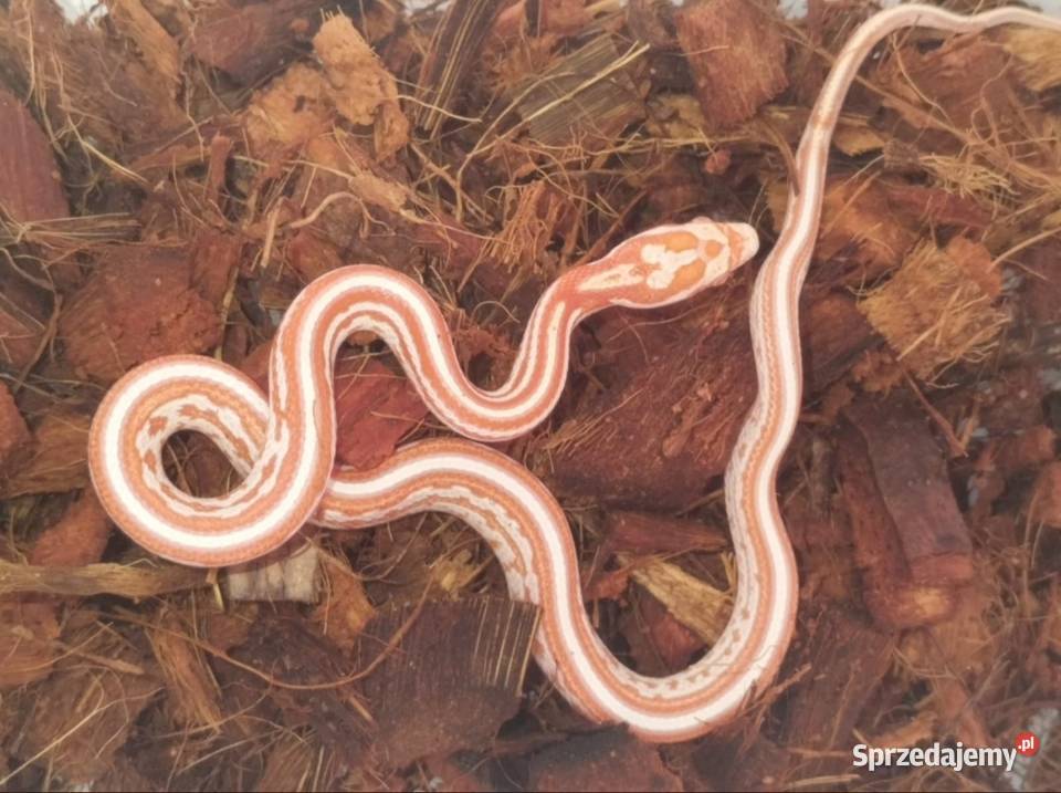 Wąż zbożowy Pantherophis guttatus candy cane śląskie Pisarzowice