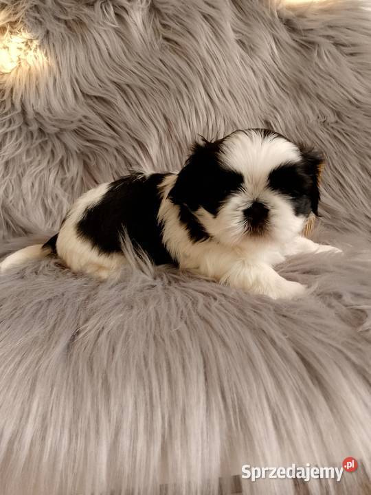Śliczny piesek rasy ShihTzu