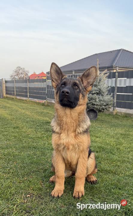 Szczeniak suczki Owczarek Niemiecki śląskie Rybnik sprzedam