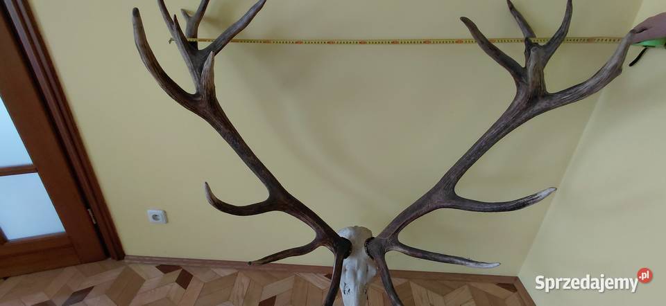 Imponujacy wieniec jelenia