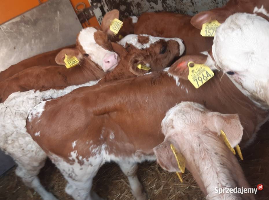 Byczki i jaloszki miesne cielki