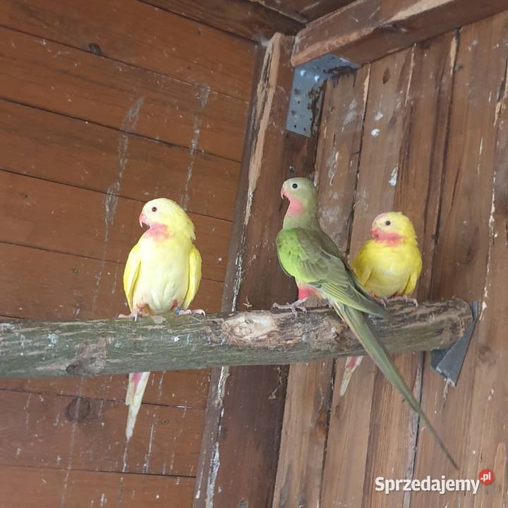 Księżniczka walli dolnośląskie Wrocław