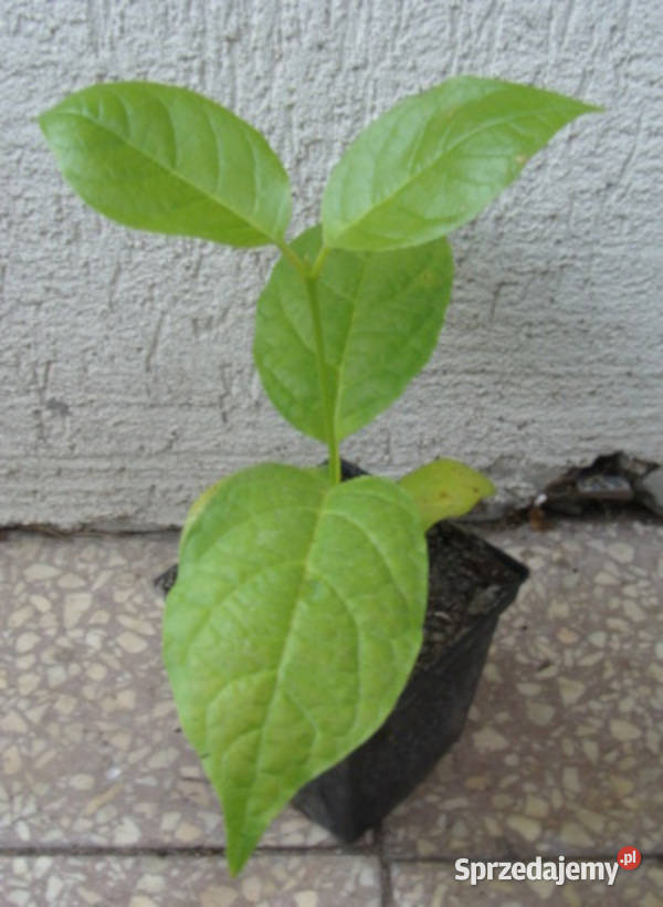 KIELICHOWIEC CHIŃSKI Sinocalycanthus sadzonki w Ustronie