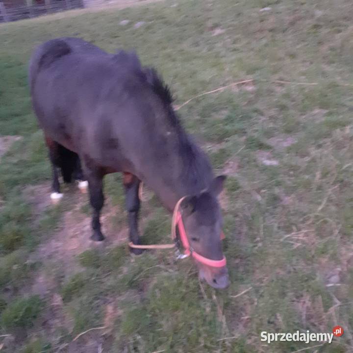 OGIEREK 110 gniady Ochotnica Dolna