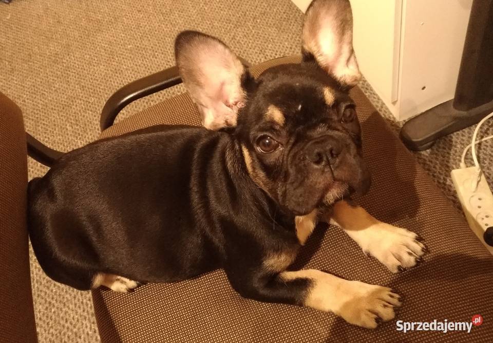 Buldog francuski 4 miesięczna suczka mazowieckie Radom sprzedam