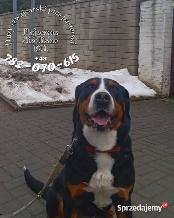 szczeniak Duży Szwajcarski Pies Pasterski Dąbrowa Górnicza sprzedam