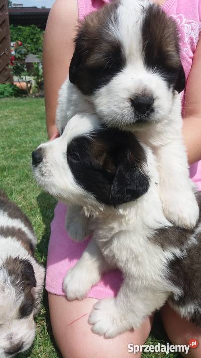 Bernardynyszczenięta Lidzbark Warmiński sprzedam