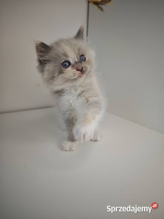 Ragdoll Kocięta Kołaków sprzedam
