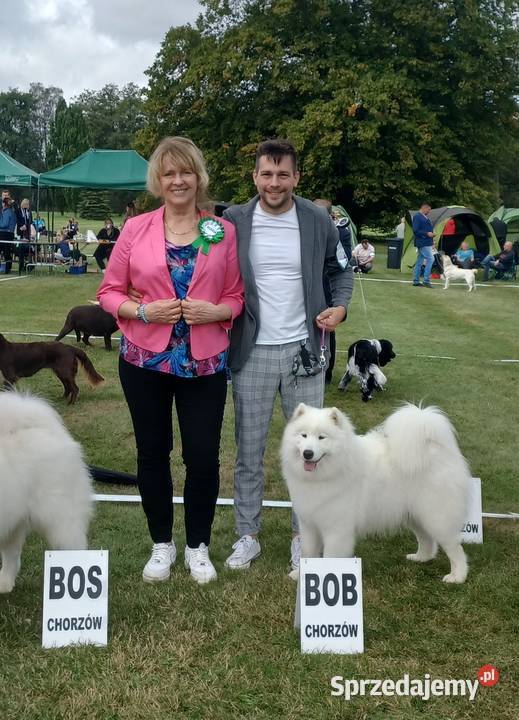 samoyed szczeniaki ZKwP Bielsko-Biała