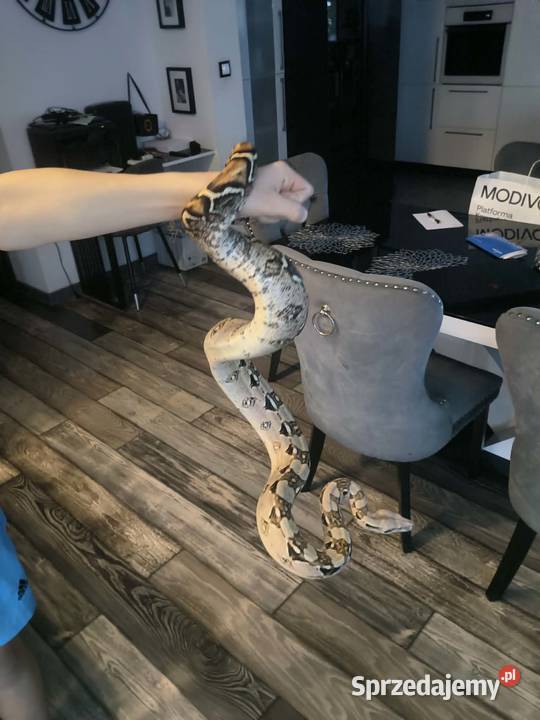 Boa imperator Dębno