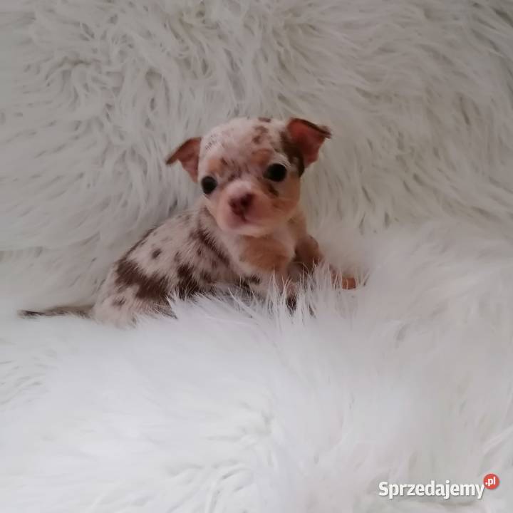 Suczka Chihuahua choco merle tan Wrocław