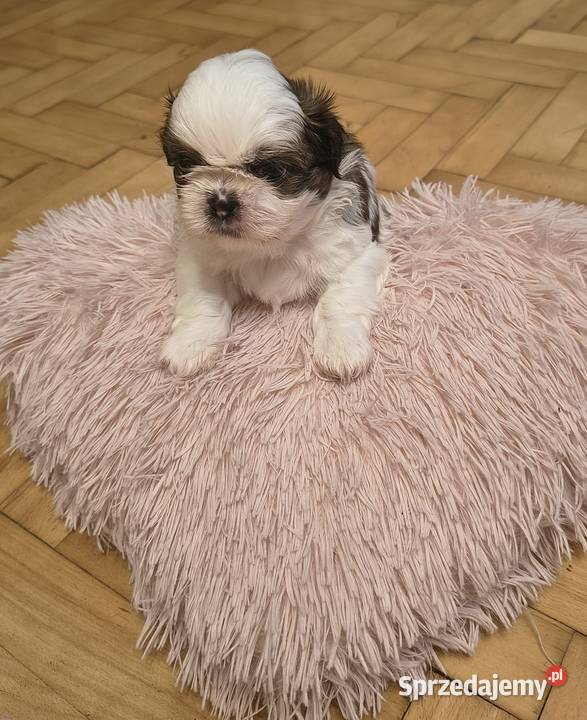 Szczenięta shih tzu z rodowodem Zwoleń