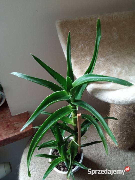 Kwiaty domowe Białystok