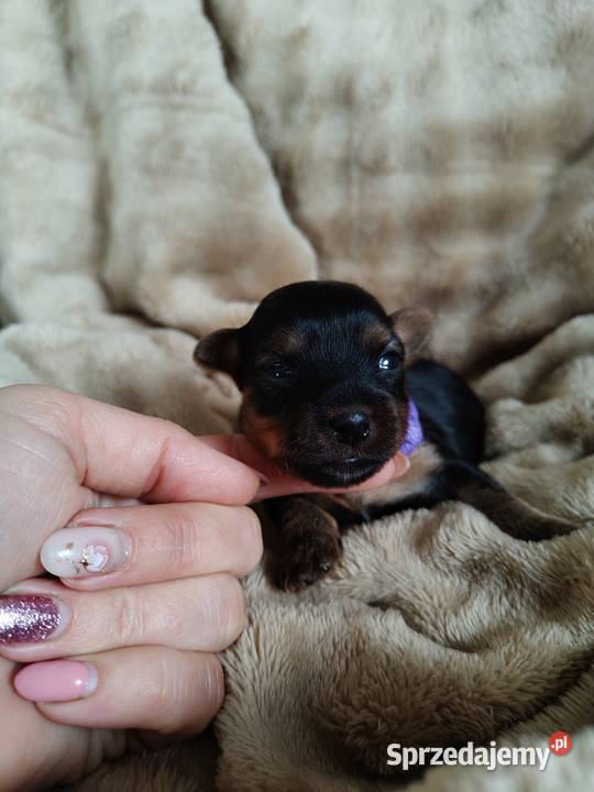 Yorkshire terrier do rezerwacji kujawsko-pomorskie