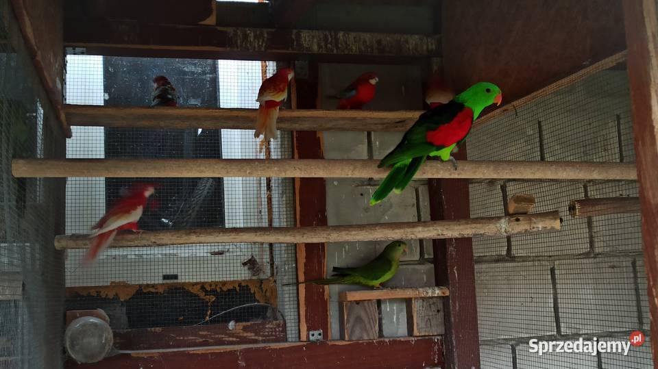 Krasnopiórka czerwonoskrzydła samiec Zederman