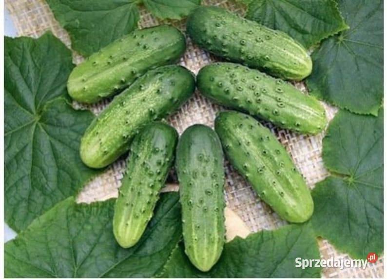 Ogórek wężowy Ogórki rosyjskie szklarniowe Kraków