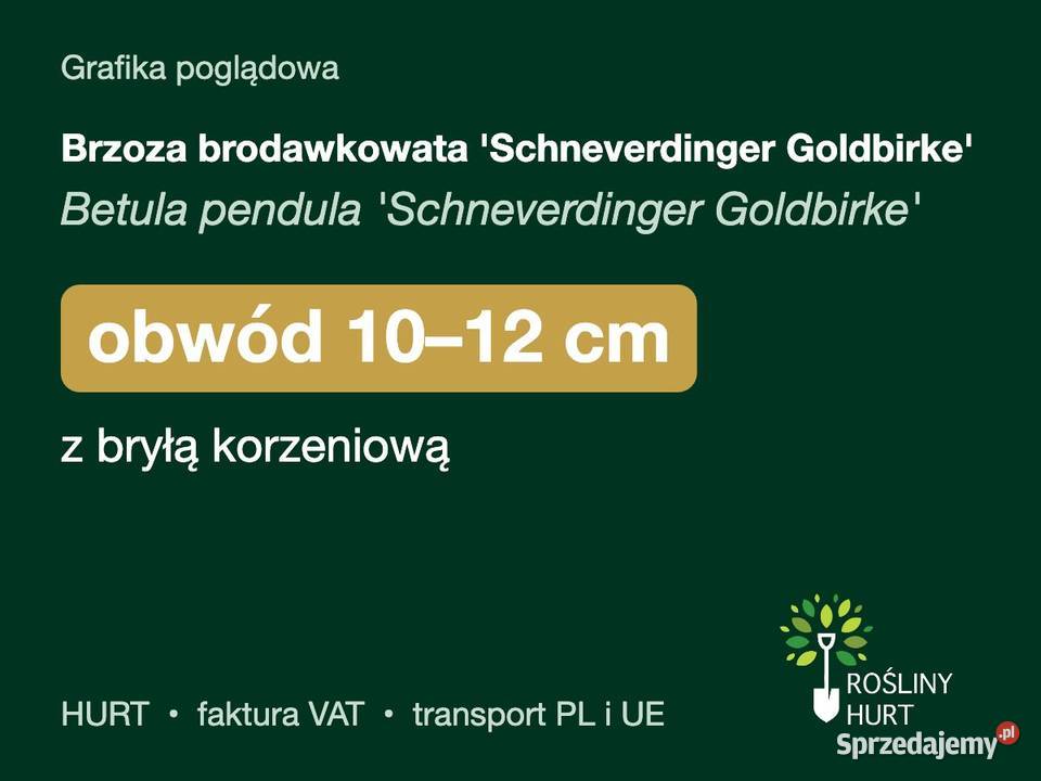 Brzoza brodawkowata Schneverdinger Goldbirke obw