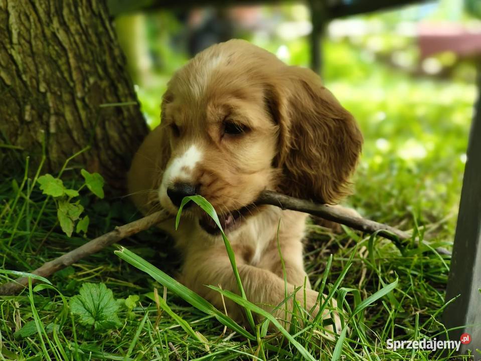 Cocker Spaniel Angielski pełny rodowód FILM Wieliczka
