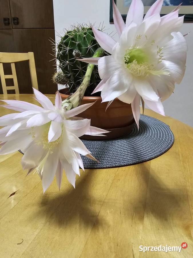 Kaktus Echinopsis Królowa nocy małopolskie Oświęcim sprzedam