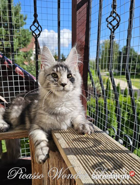 Srebrzysty mruczący kocurek Maine Coon sprzedam