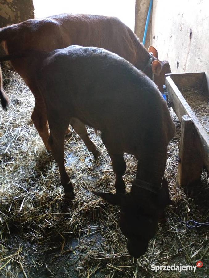 Cielęta do dalszego chowu
