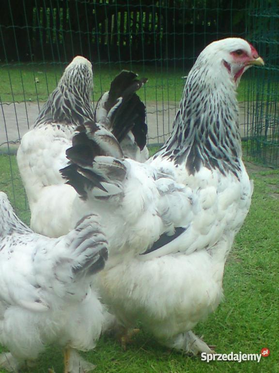 Jajka jaja lęgowe kura kury Brahma gronostajowa Pozostałe