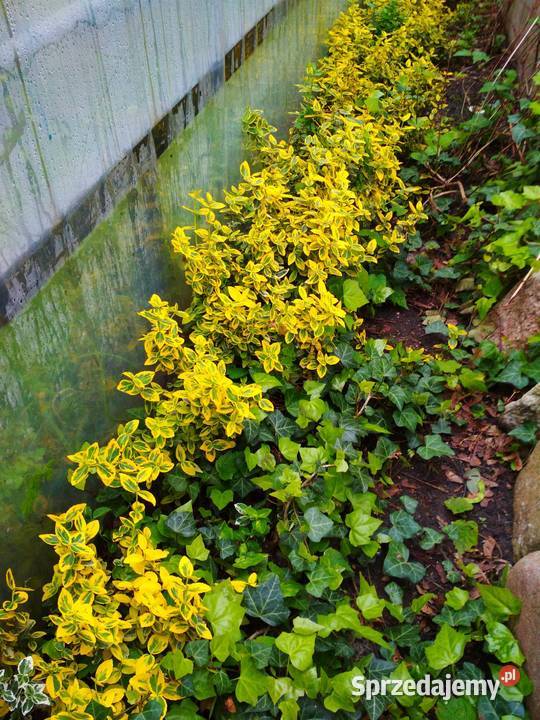 Thuja Szmaragd tuja 115 trzmielina bluszcz Poznań