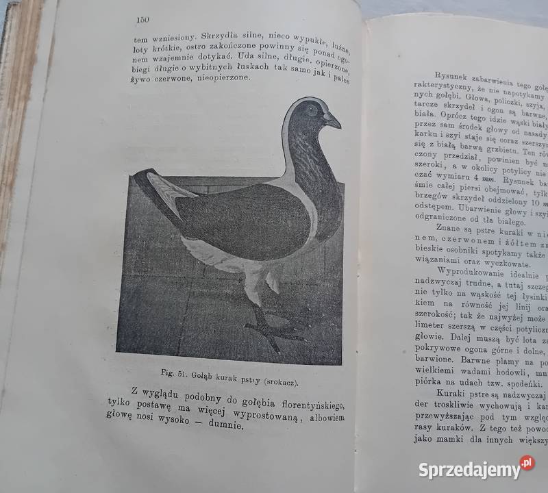 Eugeniusz Adolf Terlecki Chów gołębi Lwów 1907 r Koźminek