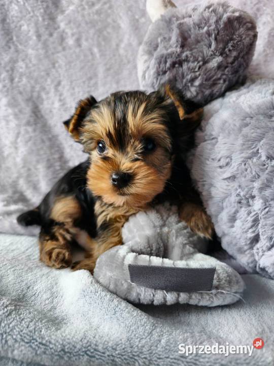 Yorkshire terrier Malutka Dziewczynka Mini Częstochowa sprzedam