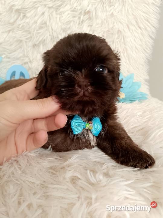 Ostatni czekoladowy piesek rasy ShihTzu Kępno