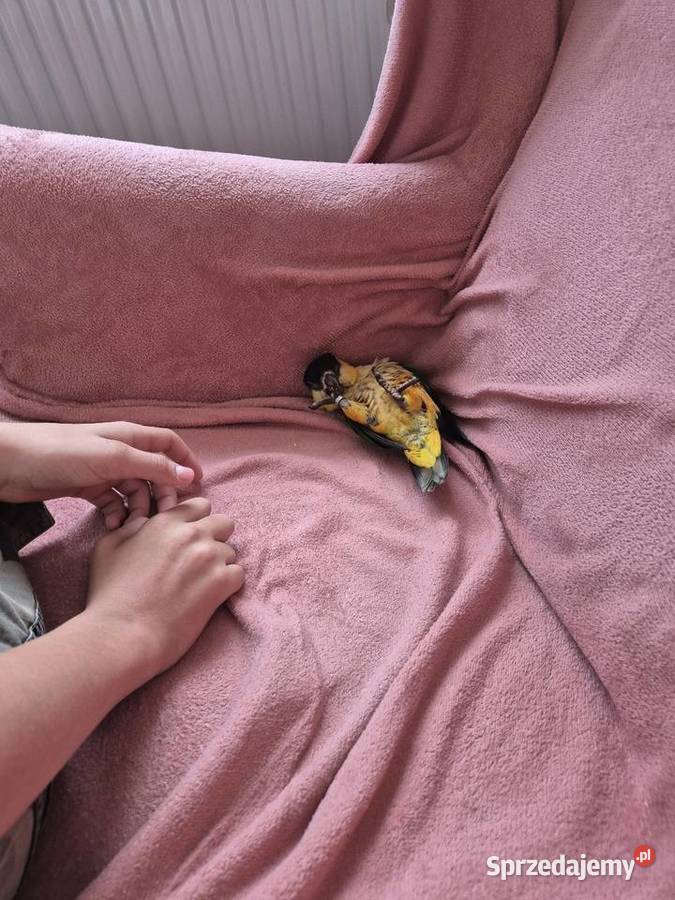 Barwinka czarnogłowa oswojona i dzikie Ptaki łódzkie Sieradz