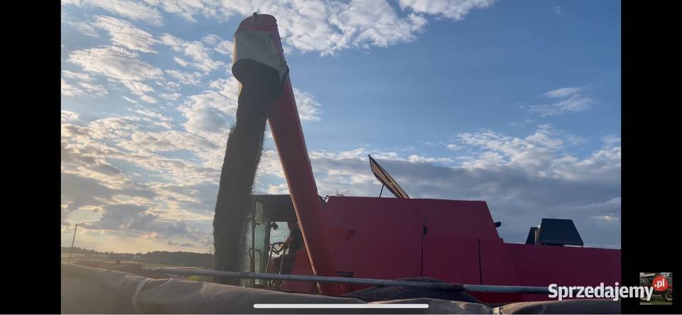 Massey Ferguson 31xp dronningborg 8500 Wierzba sprzedam