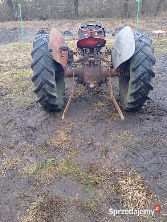 Sprzedam Fergusona TEA 20 w Gniezno