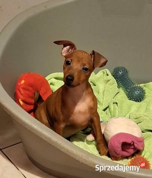 Pinczer pinczery pinczerki miniaturowe z Chojnice