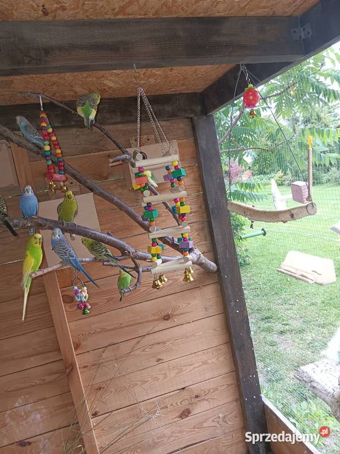 Papużki faliste Ptaki Bednary