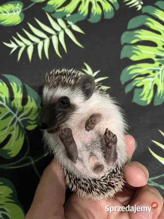 Jeż pigmejski Samiczka spokojna i delikatna Pozostałe Makowiec