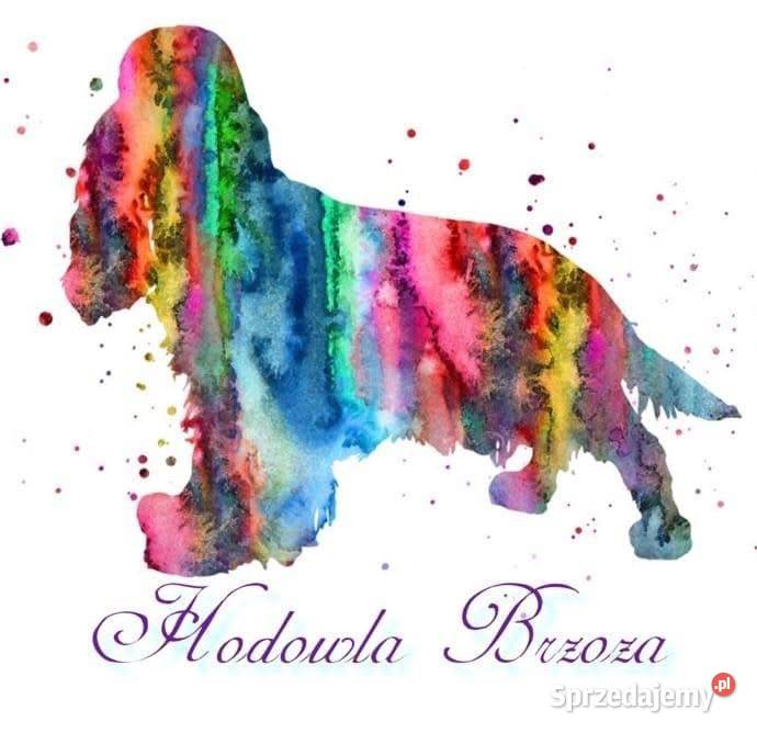 Cocker spaniel angielski dolnośląskie Jelenia Góra sprzedam