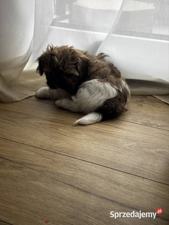 Szczeniaki Shitz tzu