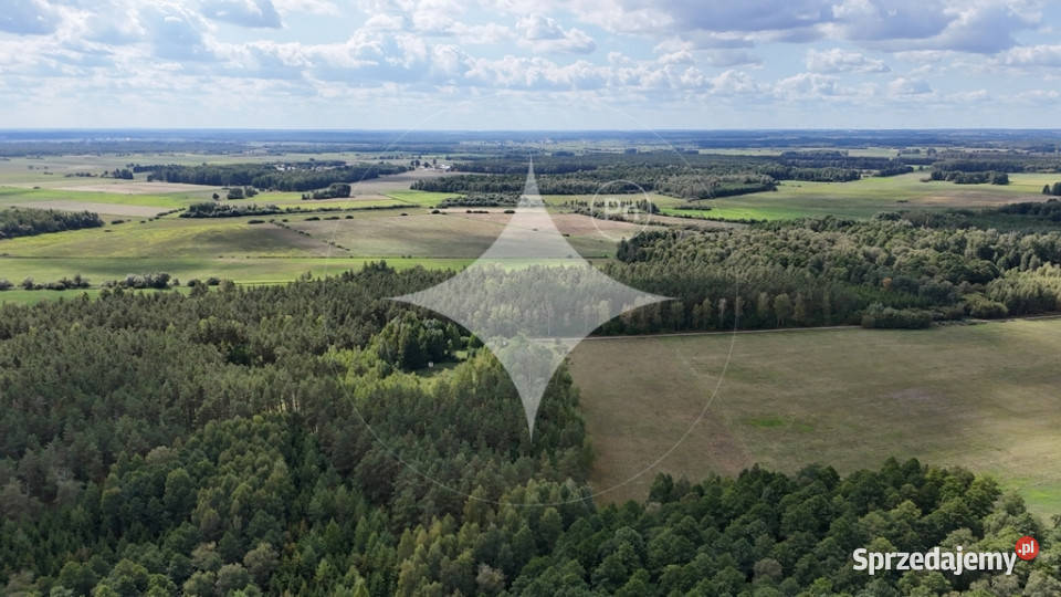50letni Las Brzoza Sosna Gmina Rajgród Sprzedaż podlaskie Pieńczykowo
